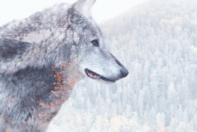 Fotobehang Een wolf tegen de achtergrond van een boslandschap in een winterse omgeving