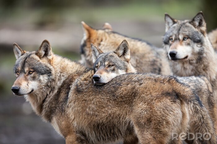Fotobehang Een wolvenfamilie