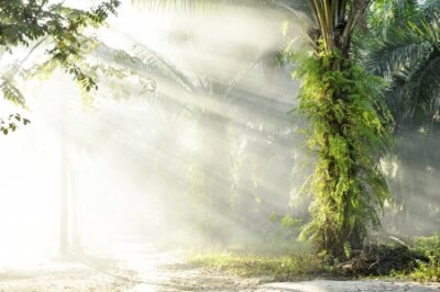 Fotobehang Een zonnige ochtend in een tropisch palmenbos