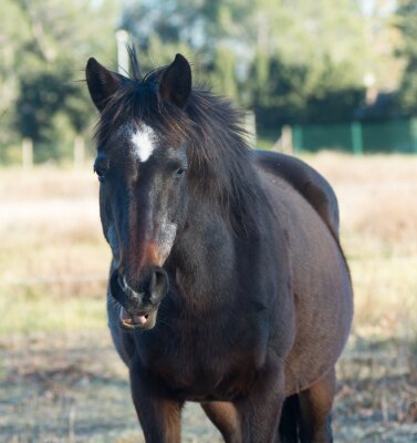 Fotobehang Een zwart paard kauwend op gras