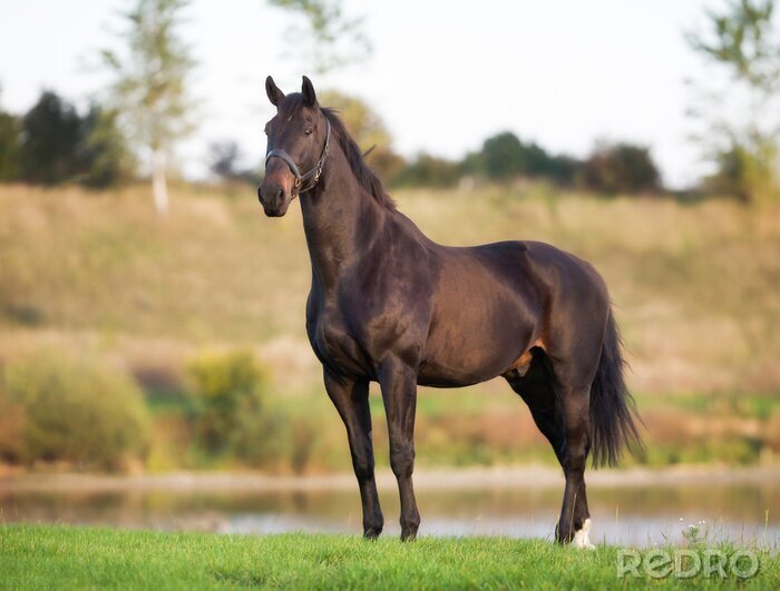 Fotobehang Een zwart paard op een groene achtergrond