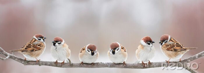 Fotobehang Een zwerm vogels op een lichte achtergrond