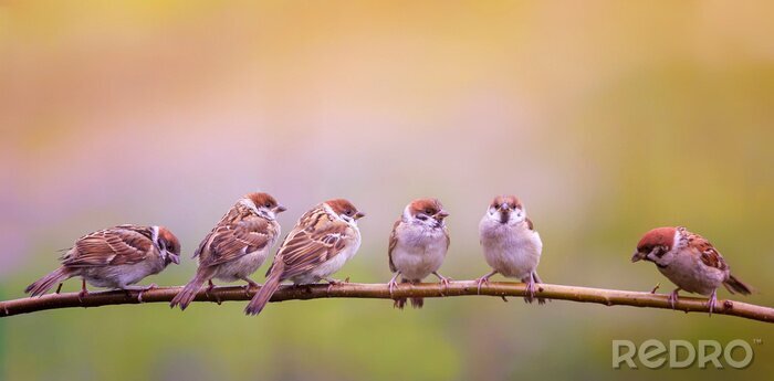 Fotobehang Een zwerm vogels op een tak