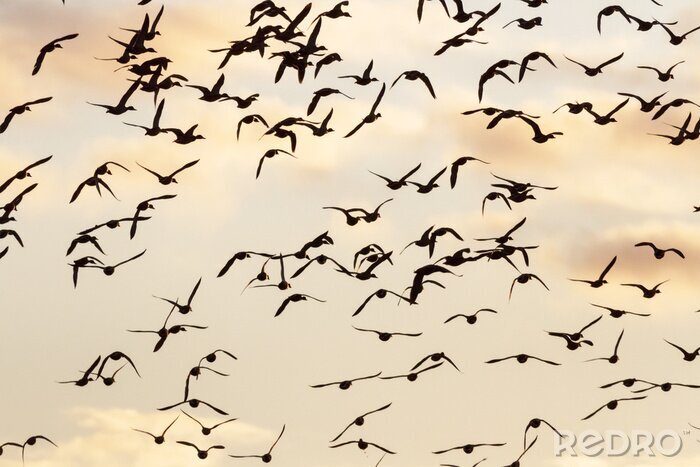 Fotobehang Een zwerm vogels tegen de lucht