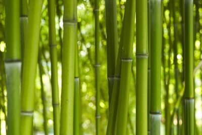 Fotobehang Eenvoudige bamboestengels