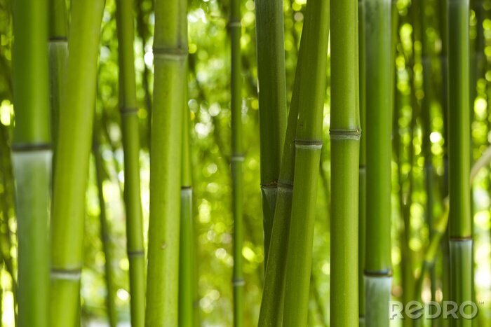 Fotobehang Eenvoudige bamboestengels