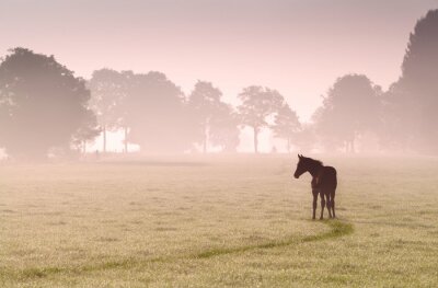 Fotobehang Eenzaam paard op de mistige achtergrond