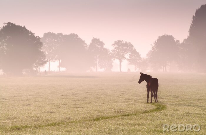 Fotobehang Eenzaam paard op de mistige achtergrond