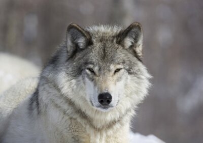 Eenzame wolf in de winter