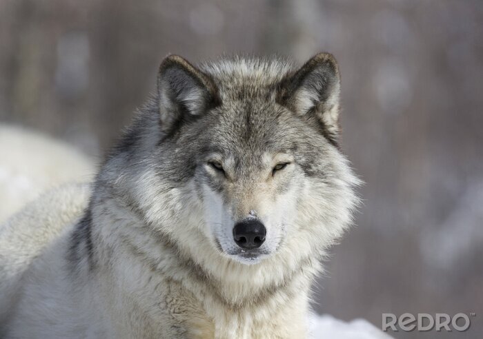 Fotobehang Eenzame wolf in de winter