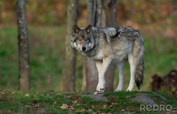 Fotobehang Eenzame wolf in het bos