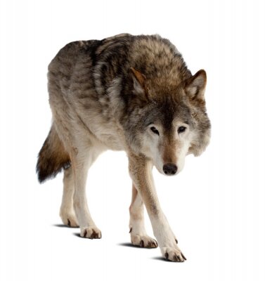 Fotobehang Eenzame wolf op heldere achtergrond