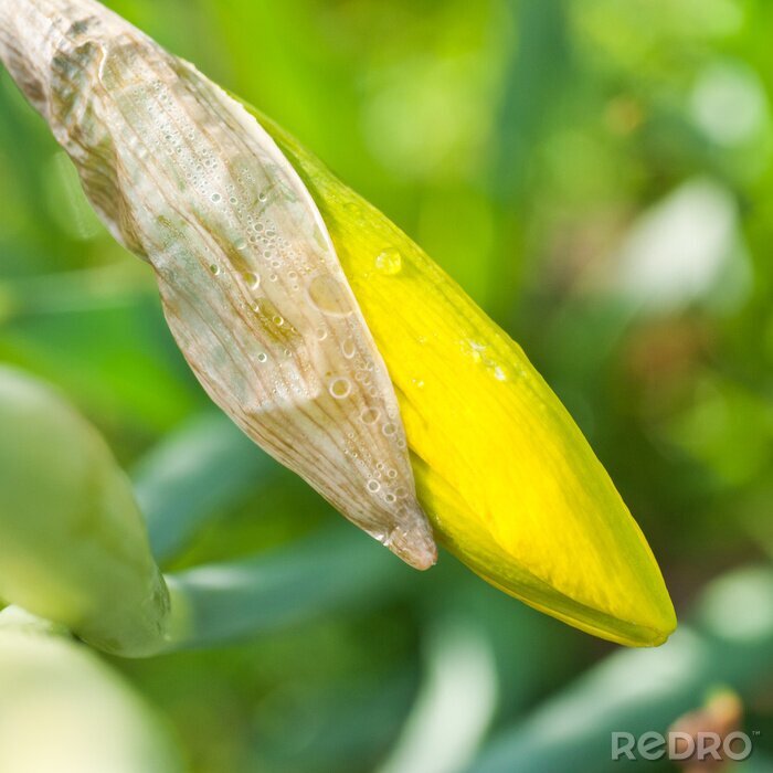 Fotobehang Eerste Daffodil