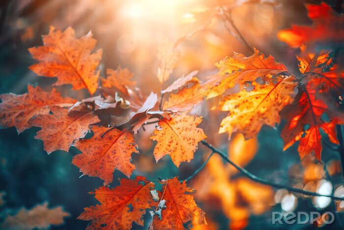 Fotobehang Eikenbladeren in de herfstzon