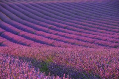 Fotobehang Eindeloos lavendelveld in de Provence