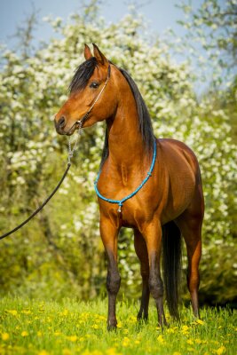 Fotobehang Elegant paard