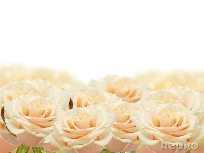 Fotobehang Elegante crèmekleurige rozen