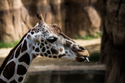 Fotobehang Elegante giraf die bladeren eet