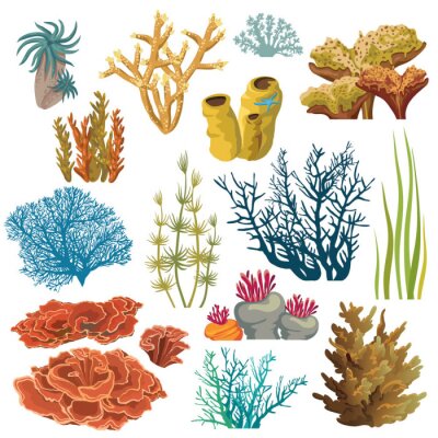 Fotobehang Elementen van koraalrif