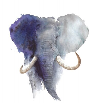 Elephant head portrait African wildlife endangered specie safari animal watercolor painting illustration isolated on white background