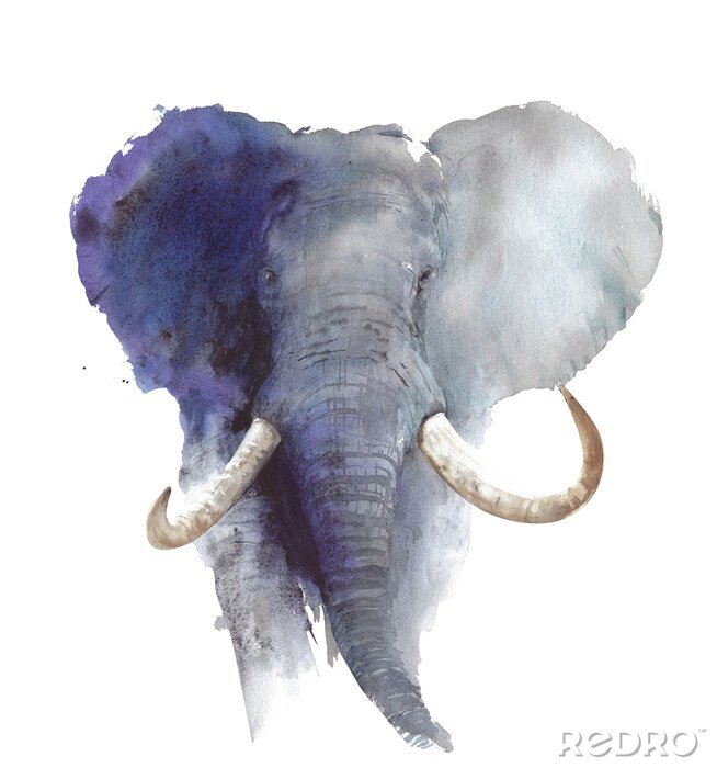 Fotobehang Elephant head portrait African wildlife endangered specie safari animal watercolor painting illustration isolated on white background