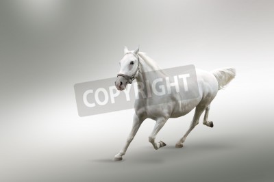 Fotobehang Energiek paard op witte achtergrond