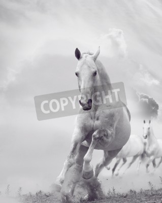 Fotobehang Energiek wit paard