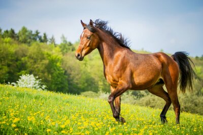 Fotobehang Energiek zwart paard