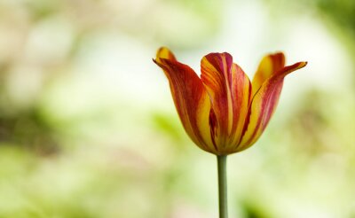 Enkele bloem op onscherpe achtergrond