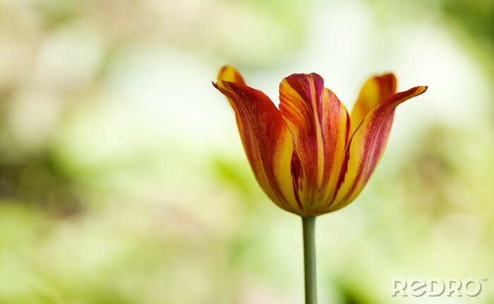 Fotobehang Enkele bloem op onscherpe achtergrond