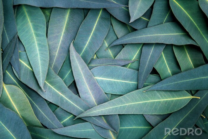 Fotobehang Eucalyptus bladeren