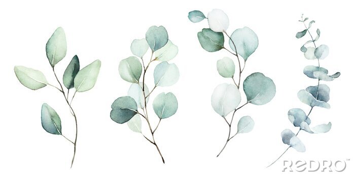 Fotobehang Eucalyptus planten geschilderd in aquarel