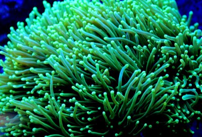 Euphyllia Torch vult koraal in rifaquarium