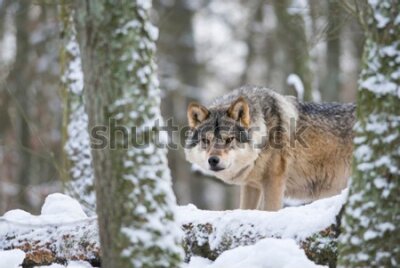Fotobehang European grey wolf