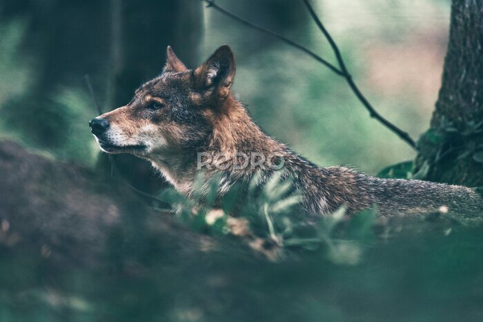 Fotobehang Europese wolf dwalend in het bos