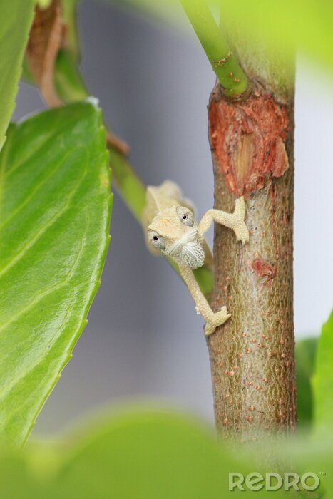 Fotobehang Exotisch dier op de tak