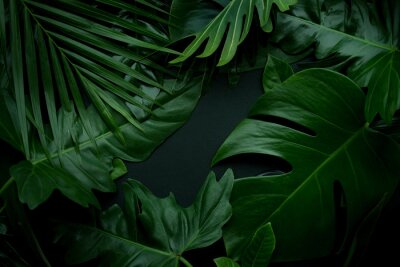Fotobehang Exotische bladeren op een donkere achtergrond