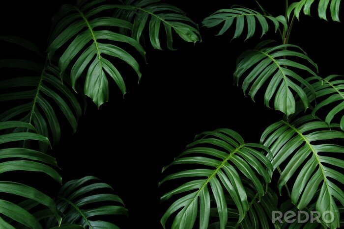 Fotobehang Exotische donkergroene planten
