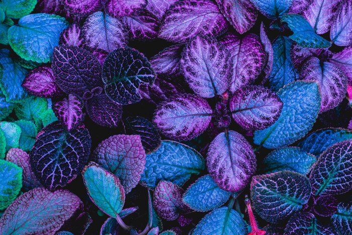 Fotobehang Exotische paarse plant