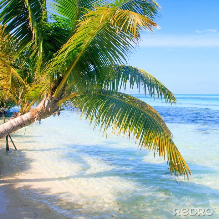 Fotobehang Exotische palmbomen en de zee