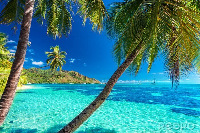 Fotobehang Exotische palmbomen op een tropisch strand