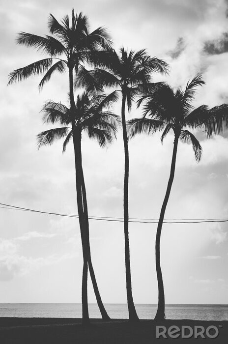 Fotobehang Exotische palmbomen zwart-wit