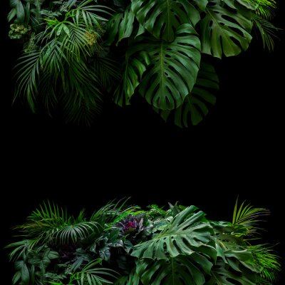 Fotobehang Exotische planten op zwarte achtergrond