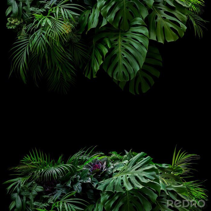 Fotobehang Exotische planten op zwarte achtergrond