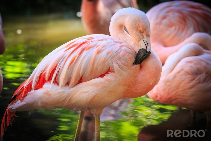 Fotobehang Exotische roze flamingo