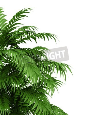 Fotobehang Exotische struik