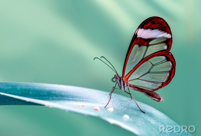 Fotobehang Exotische vlinder op een plantenblad