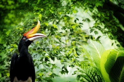 Fotobehang Exotische vogel in de jungle