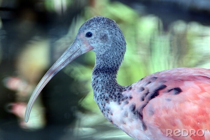 Fotobehang Exotische vogel met lange snavel