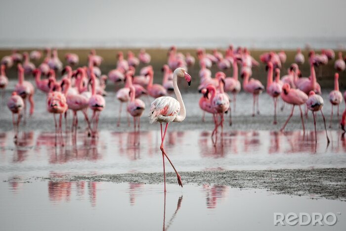 Fotobehang Exotische vogel op het strand